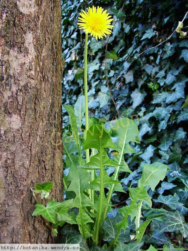 Pampeliška list řezaný